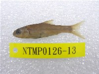藏品(臺灣鏟頜魚)的圖片